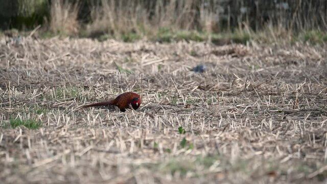 Beautiful male pheasant feeding in a field on a sunny spring day.