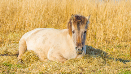 Fototapeta premium Horse in a field with reed, bushes and trees in wetland under a blue sky in sunlight in spring, Almere, Flevoland, The Netherlands, March 24, 2021
