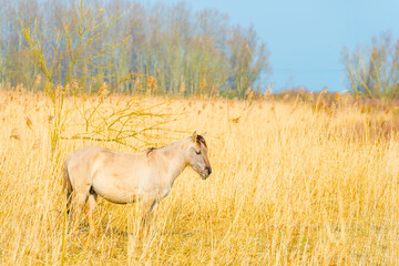 Obraz premium Horse in a field with reed, bushes and trees in wetland under a blue sky in sunlight in spring, Almere, Flevoland, The Netherlands, March 24, 2021