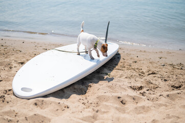 Jack russell terrier posing on a paddle board on the beach. Dog on a surf board