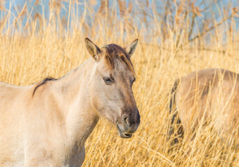 Horses in a field with reed, bushes and trees in wetland under a blue sky in sunlight in spring, Almere, Flevoland, The Netherlands, March 24, 2021