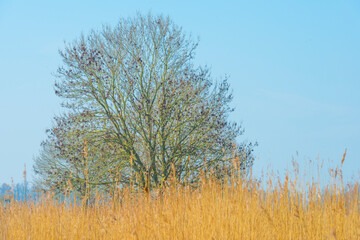 Field with trees, reed and bushes in wetland in bright sunlight in spring, Almere, Flevoland, The Netherlands, March 24, 2021