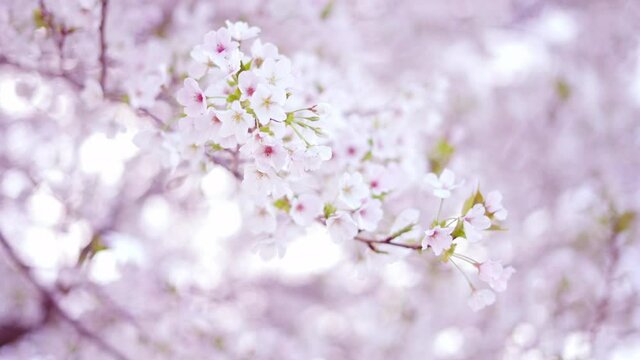 桜の花　イメージ