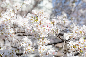 Obraz premium Sakura Cherry Blossom