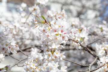 Sakura Cherry Blossom