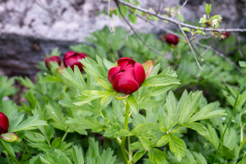 Fototapete bei efototapeten.de bestellen   