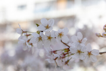 Sakura Cherry Blossom