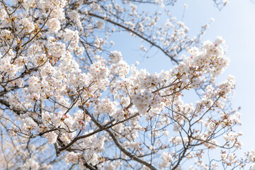 Sakura Cherry Blossom