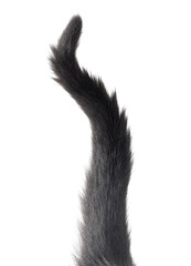 Black cat tail isolated on white