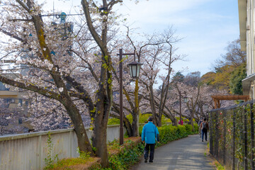 Fototapeta na wymiar Sakura Cherry Blossom