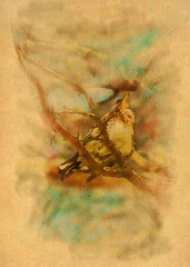 Songbird vintage card