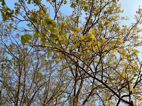 bodhi tree leaves are changing color in summer.