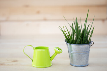 Green watering can and metal bucket with sprouted grass on isolated wooden background © Елена Ким