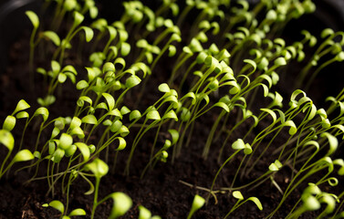 Small sprouts of lettuce in the ground in spring.