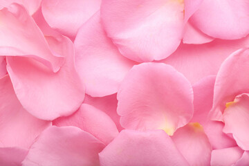 Beautiful pink rose petals as background