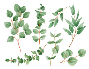 Watercolor botanical illustration set - eucalyptus green branches collection. Design elements for patterns, frames and compositions for wedding or invitations in floral style. Real watercolor.