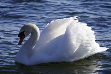 Stolzer Schwan auf einem See im Sonnenlicht 