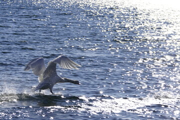 Schwan während dem landen starten auf einem See im Sonnenlicht