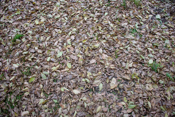 Background. Autumn. Dry fallen leaves on the ground