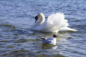 Stolzer Schwan im Sonnenlicht