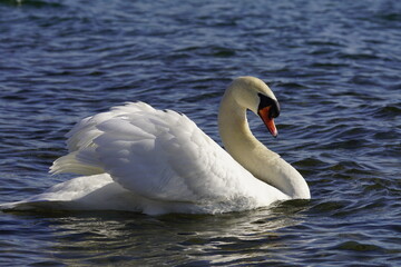 Stolzer Schwan auf einem See im Sonnenlicht 