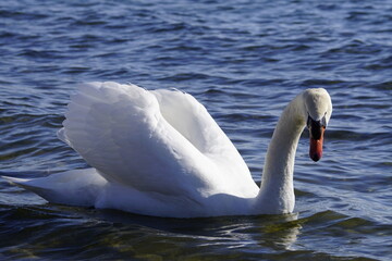 Nahaufnahme eines stolzen Schwan