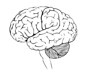 Vector anatomy illustration of the human brain