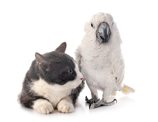 White cockatoo and cat in studio