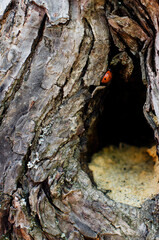Bark of a tree texture with a ladybug 