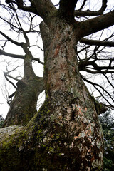 苔の生えた大木