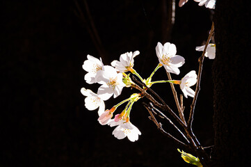 桜　ソメイヨシノ