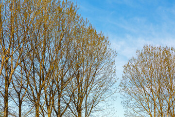 Canadian poplars budding in early spring with dangling female catkins. Populus canadensis.
