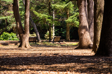 代々木公園　ベンチ