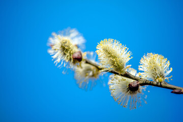 Blossoming willow in the early spring on a background of blue sky
