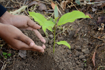 tree plant plant soil heap in hands over out of focus brown background.