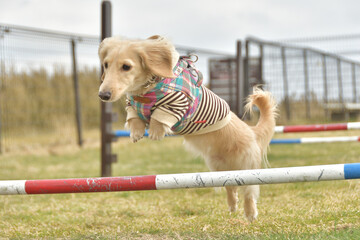 アジリティーをする犬