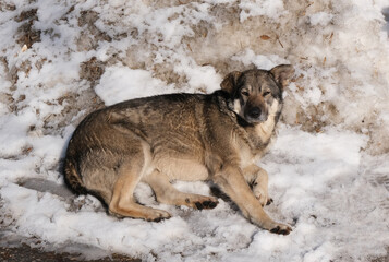 the dog lies in the snow.
