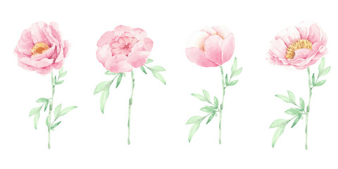 watercolor pink peony flower and green leaves elements isolated on white background