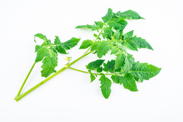 Tomato leaves on white background
