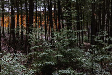 forêt et arbustes sous une fine couche de neige dans l'ombre de la forêt
