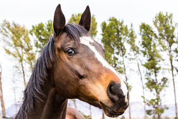 Fototapeta premium Horse head outdoors in paddock with trees - horse face portrait