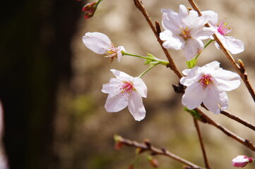 桜　ソメイヨシノ