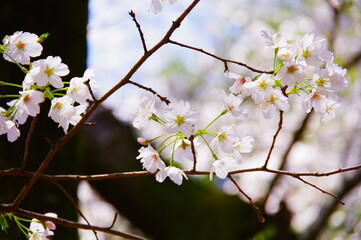 桜　ソメイヨシノ