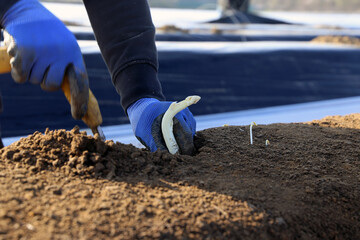 Landwirtschaftliche Spargelernte