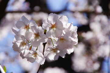 桜　ソメイヨシノ
