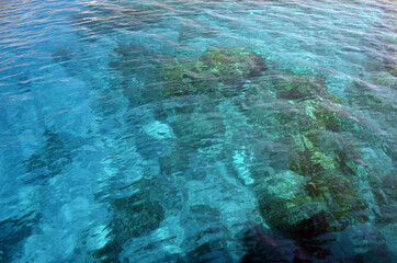 Coral reef in shallow water shines through the water of the Red Sea. Ecosystem and environment. Egypt. Near Sharm El Sheikh