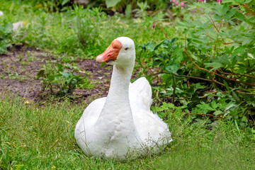 White goose in green grass on summer day