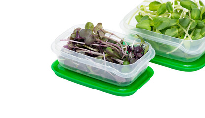 Organic microgreens sunflowers, radishes in reusable plastic containers isolated on white background.