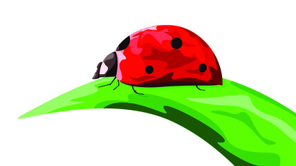 A bright red ladybug crawls on a green leaf on a white background. Summer