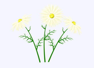 White daisies on a blue background. Field Chamomile